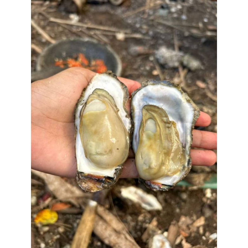 

kerang oyster taritip fresh 1 kg
