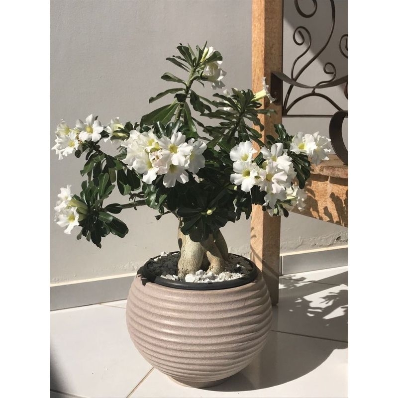 Tanaman hias bonsai adenium putih bonsai - Kamboja adenium (pohon bunga hidup)