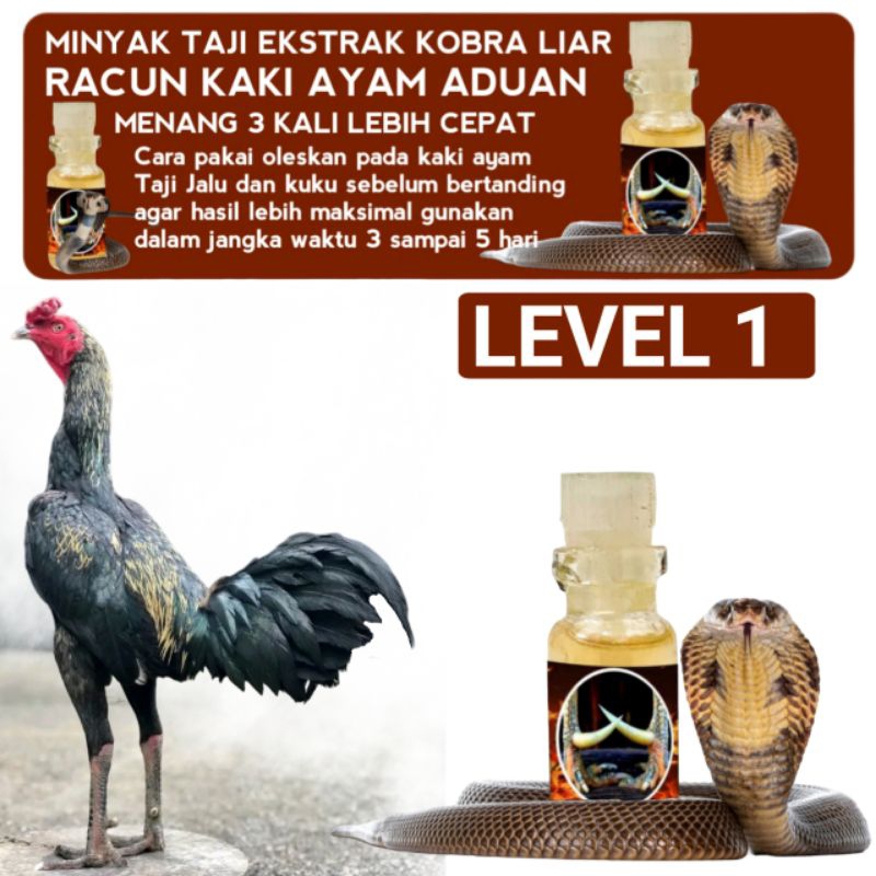 Racun Kaki Ayam Bangkok Pakhoy Katuranggan