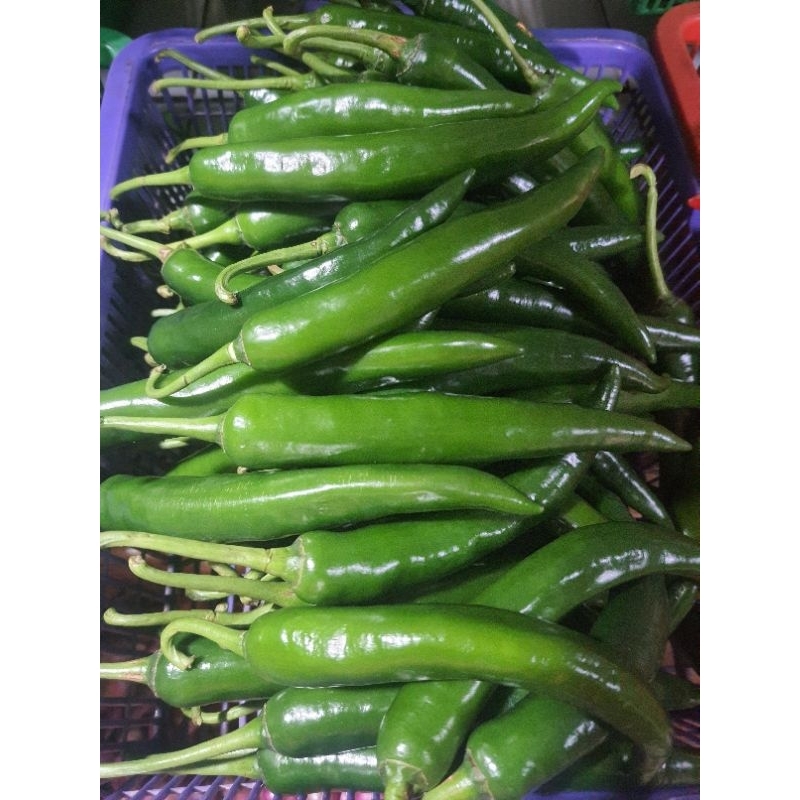 

[Bumbu SKD] CABE HIJAU BESAR 250 GRAM
