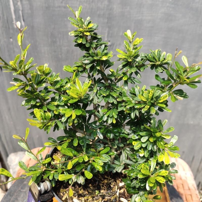 Bahan bonsai Saeng Simbur Micro Vietnam varigata kuning