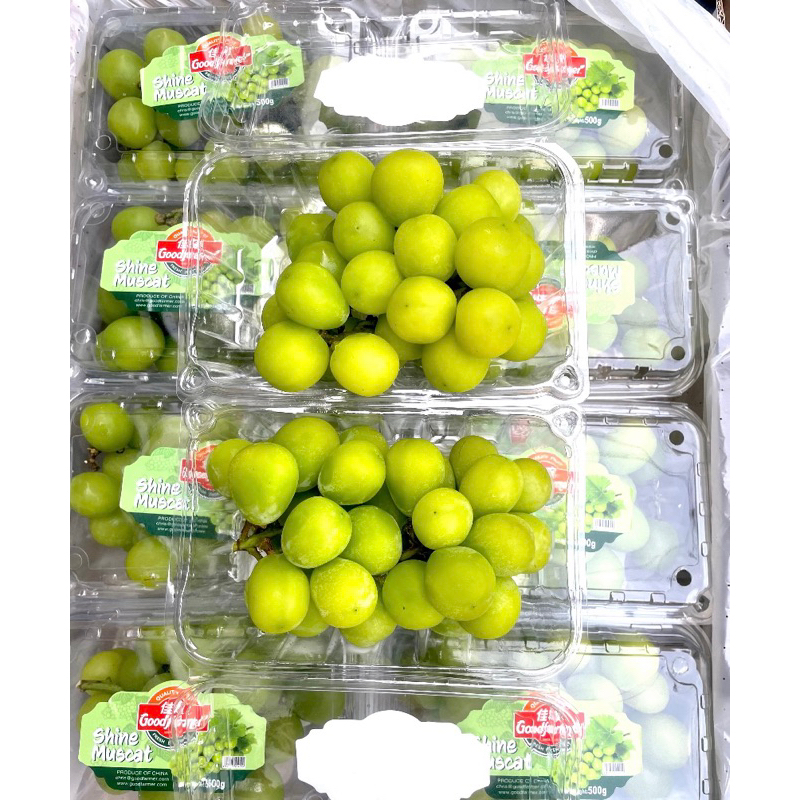 

Anggur Shine Muscat GoodFarmer 500-600gr