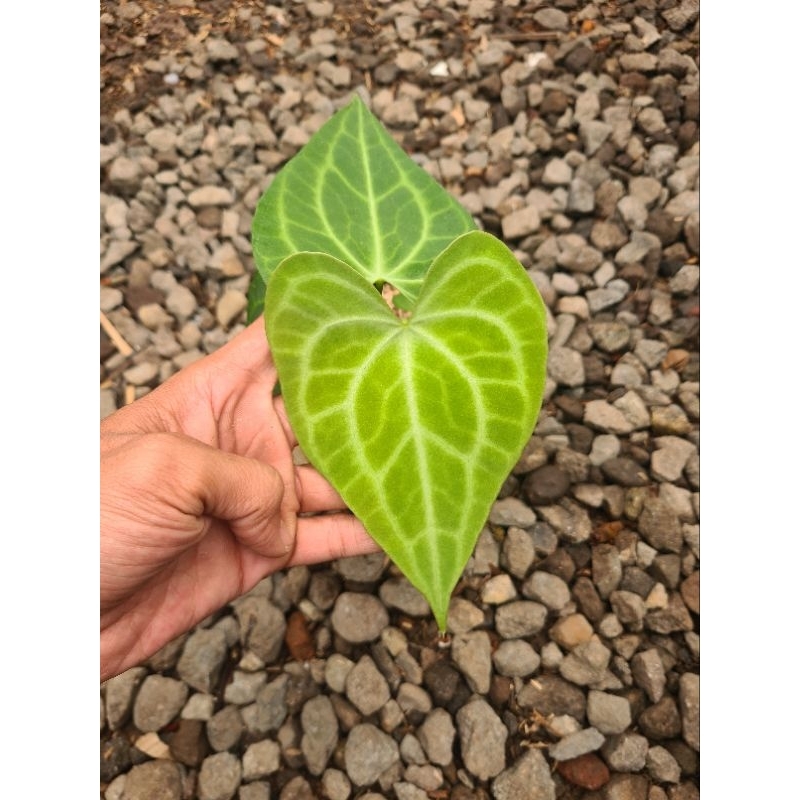 anthurium king clarinervium