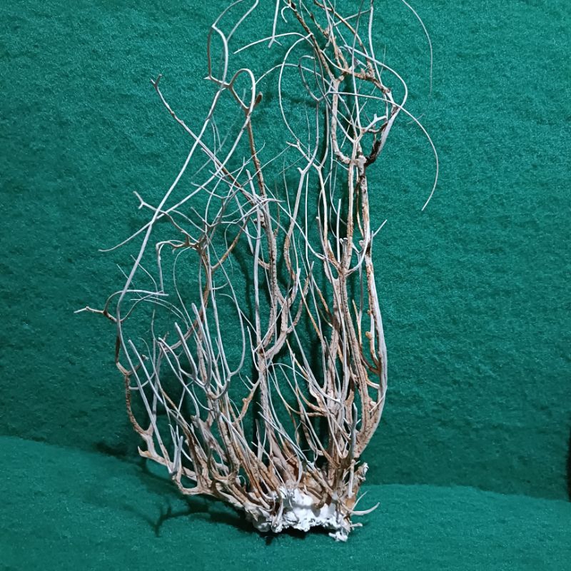 akar aesthetic | akar Bahar laut asli