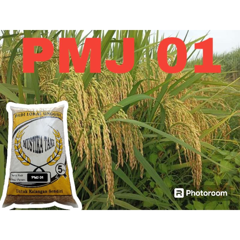 Benih padi pmj 01 5kg