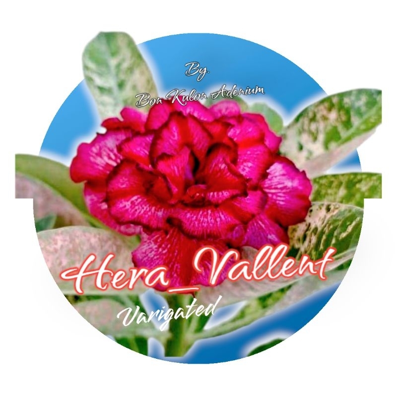 ADENIUM VARIGATA  ID. HERA VARIGATA BUNGA TUMPUK