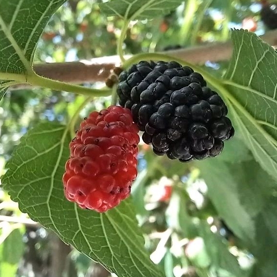 BIBIT BUAH MURBEI HASIL CANGKOK