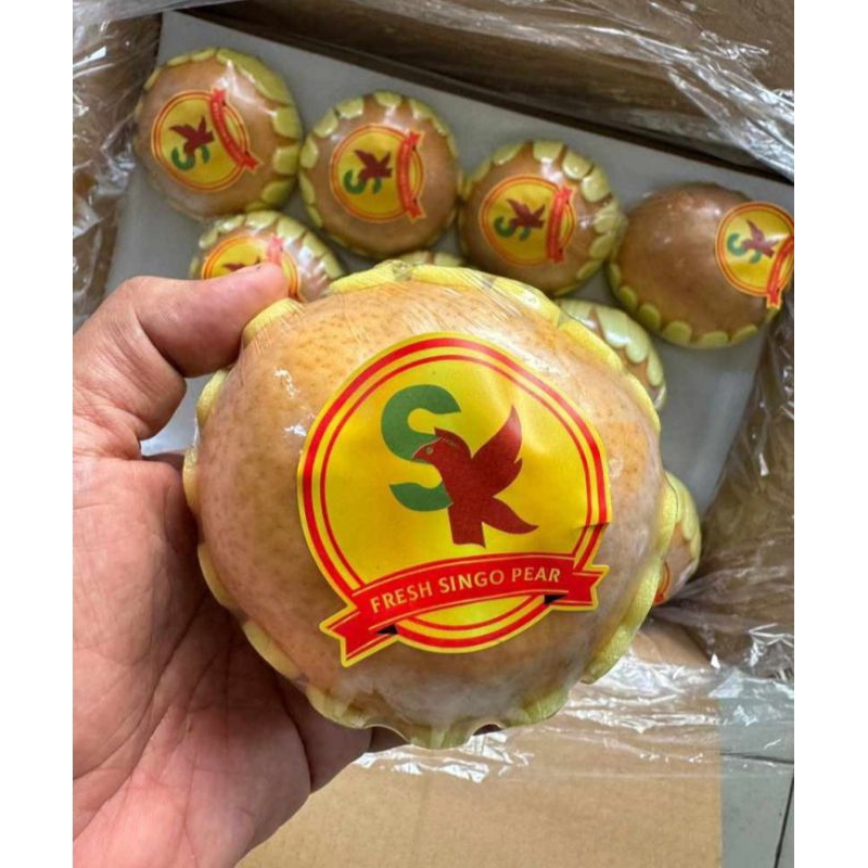 

PEAR SINGO KOREA HARGA PER KILO