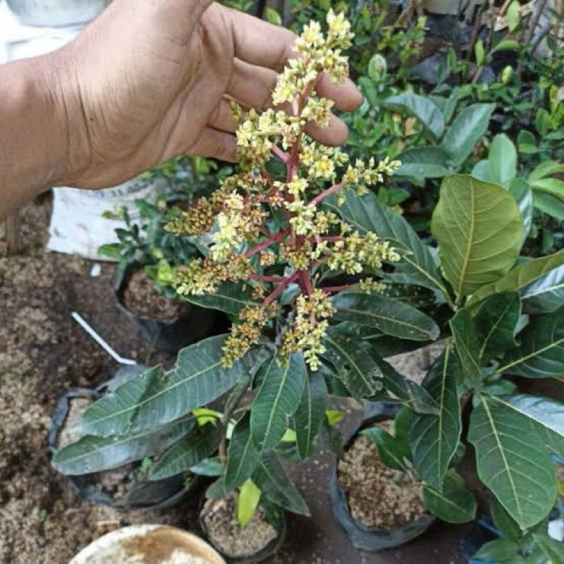 Bibit Mangga Miyazaki Import Asli Kondisi Sudah Berbunga