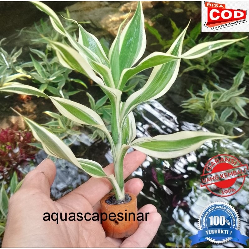 bambu hoki-sri rejeki-bambu air media pot hiasan akuarium-tanaman aquascape