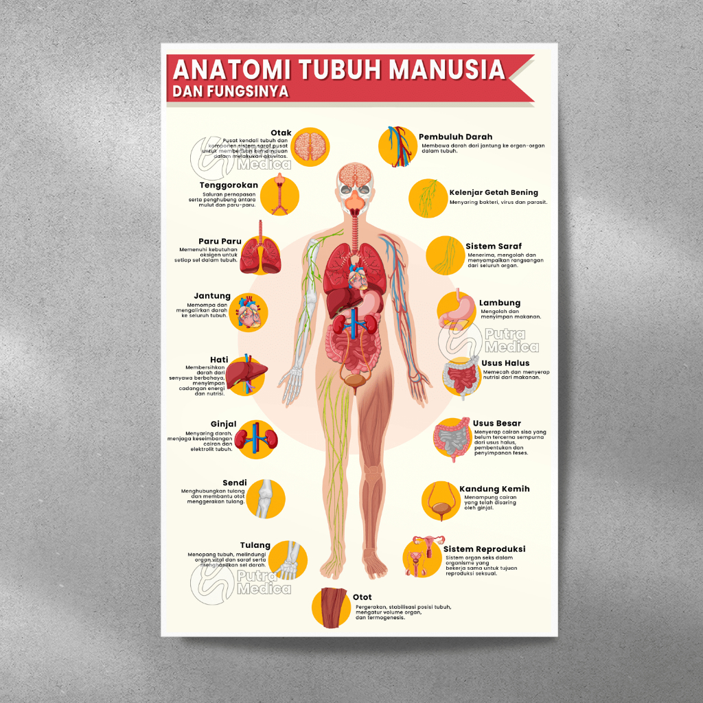 Poster Kesehatan Anatomi Tubuh Manusia A3+ / Gambar Edukasi Nama Organ dan Fungsinya