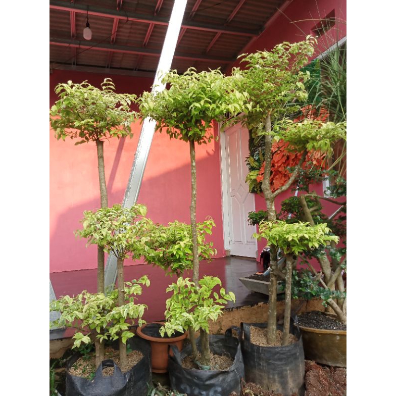 anting Putri bonsai taman anting Putri Bonsai anting Putri cantik