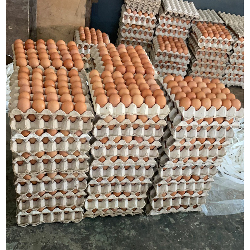 

Telur Ayam 1 Tray (30 telur)