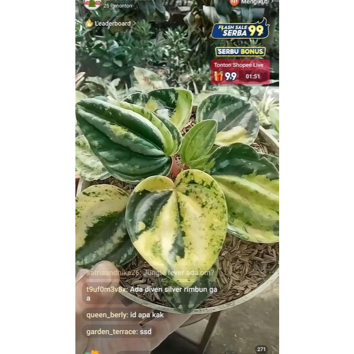 tanaman hias Peperomia verschaffeltii variegata + pot | peperomia belimbing var