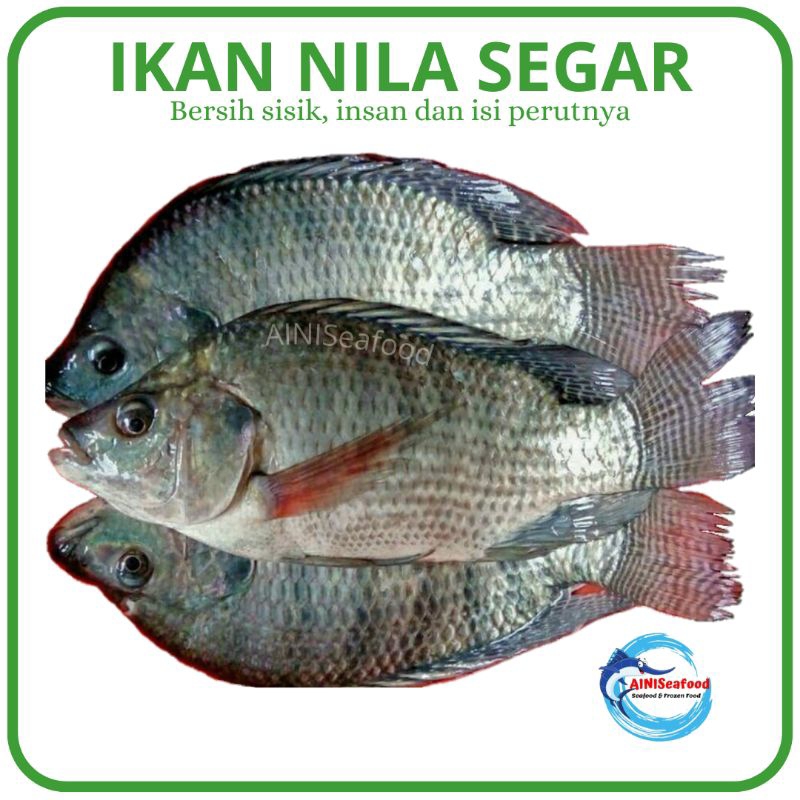 

Ikan Mujaer / Mujair / Nila Segar / Fresh Tilapia Surabaya