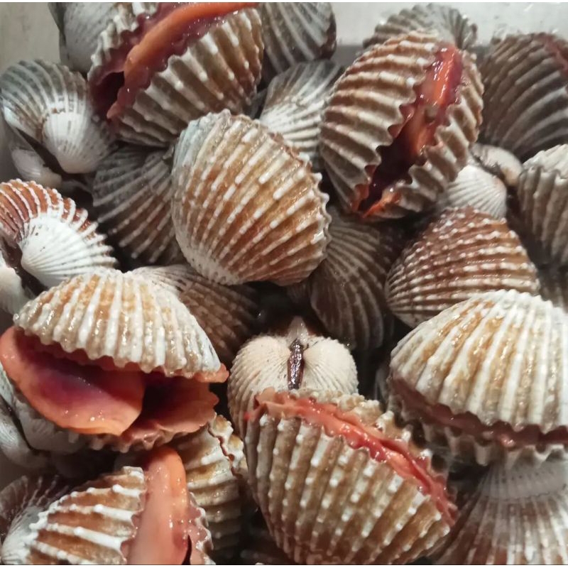 

KERANG DARA