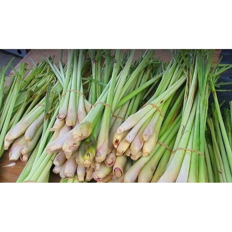 

serai dapur wangi 250 gr