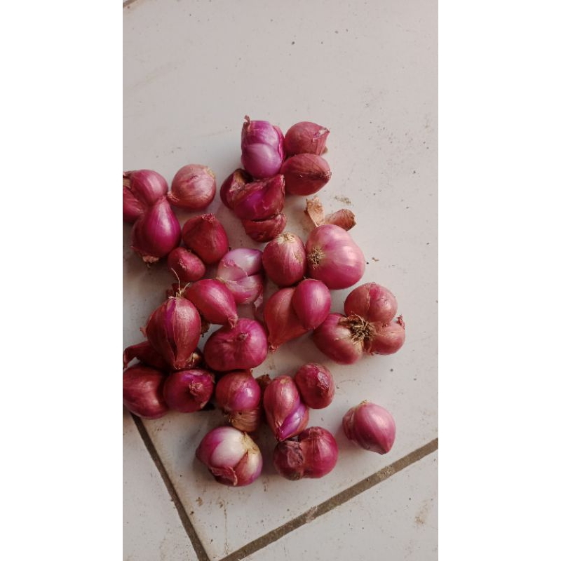 

bawang merah