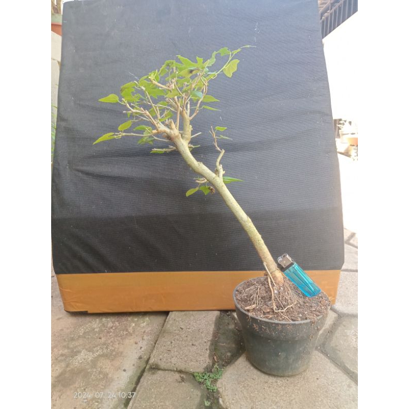 Bahan bonsai bunga sepatu mikro mame berkarakter