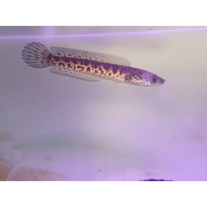 Chana Auranti calon gondrong dorsal polos