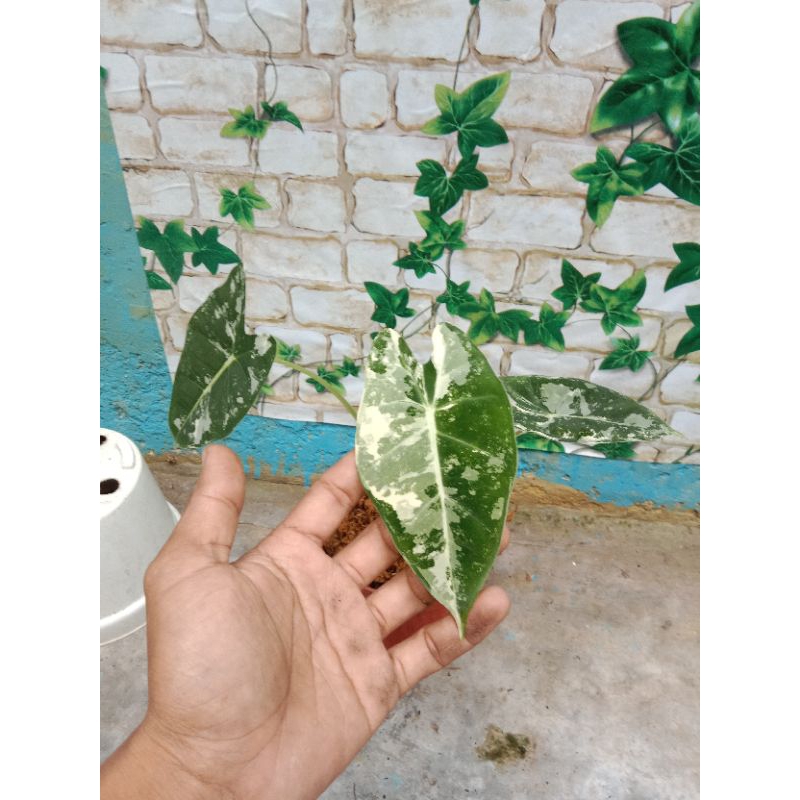 alocasia frydek variegata