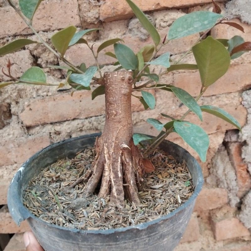 ficus iprik silver
