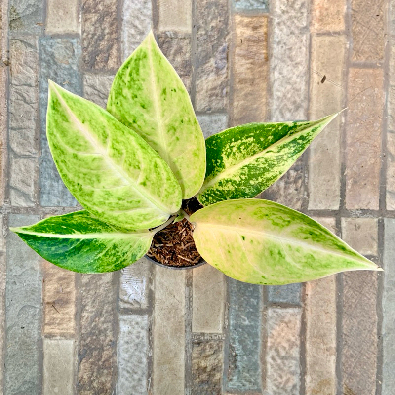 Aglaonema Big Roy Putih