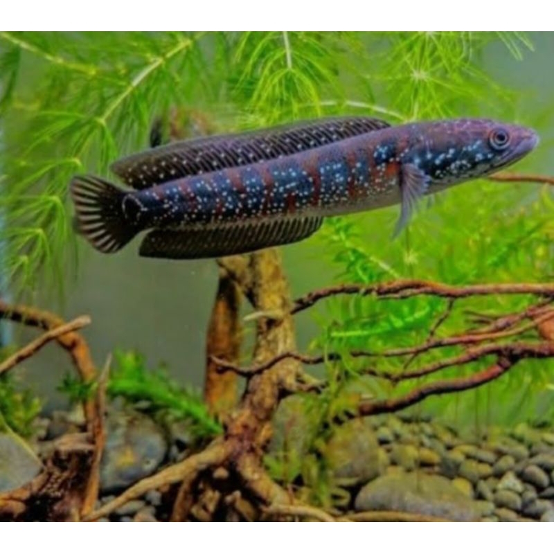 ikan chana asiatica rsws 20cm