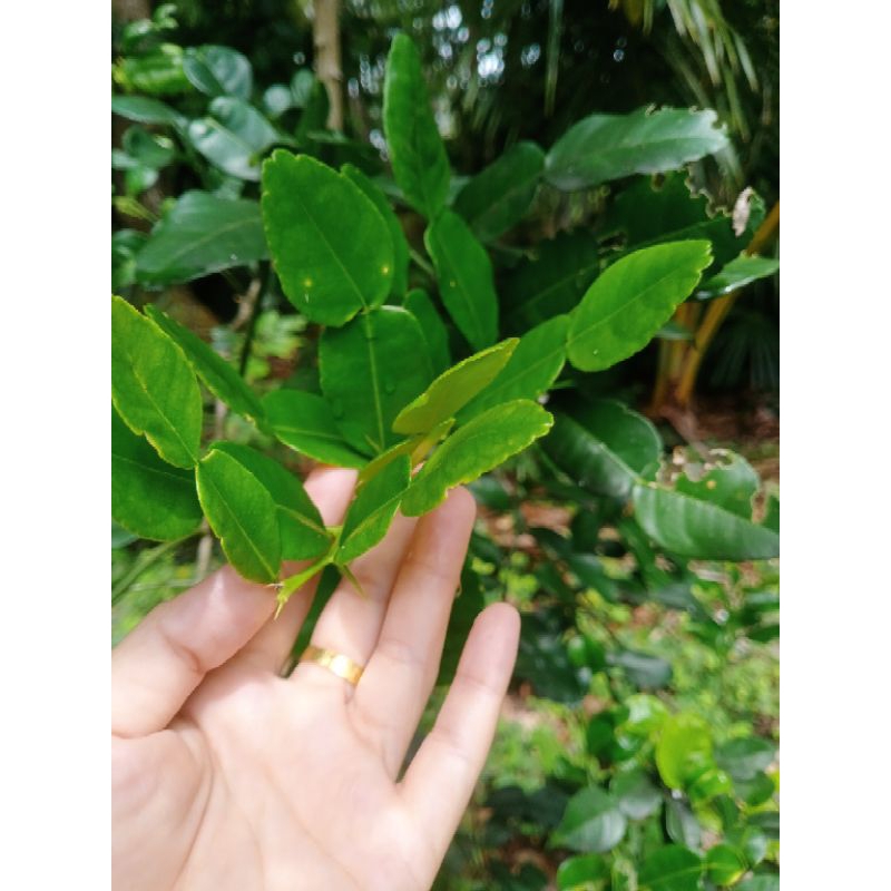 

DAUN JERUK PURUT SEGAR 100gr