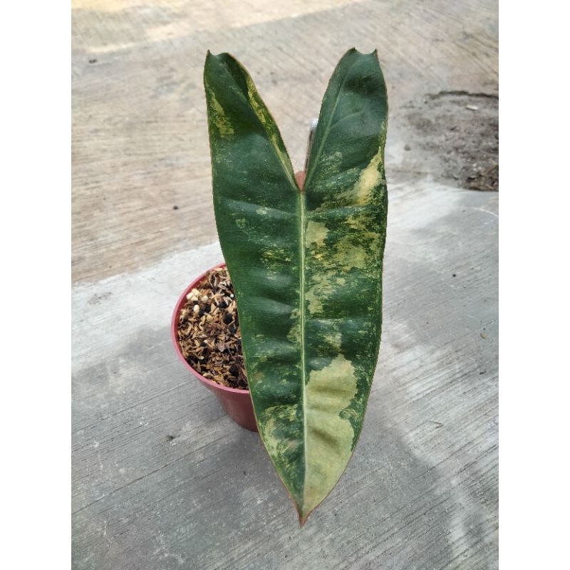 philodendron billitiae variegata