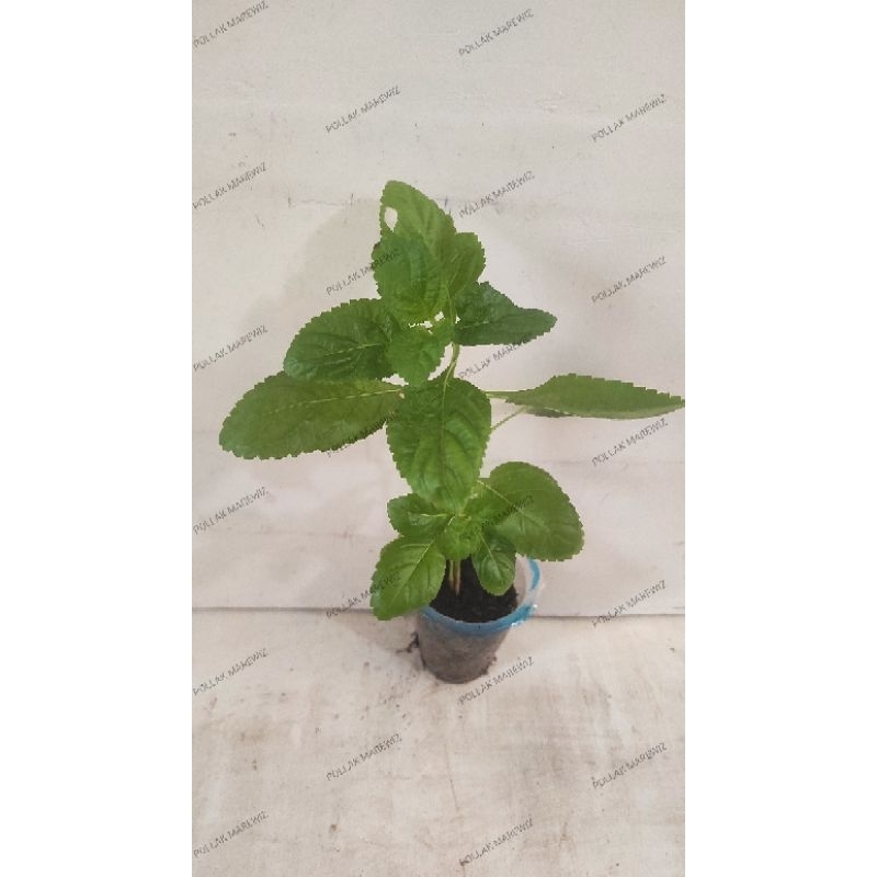 tanaman herbal sidaguri