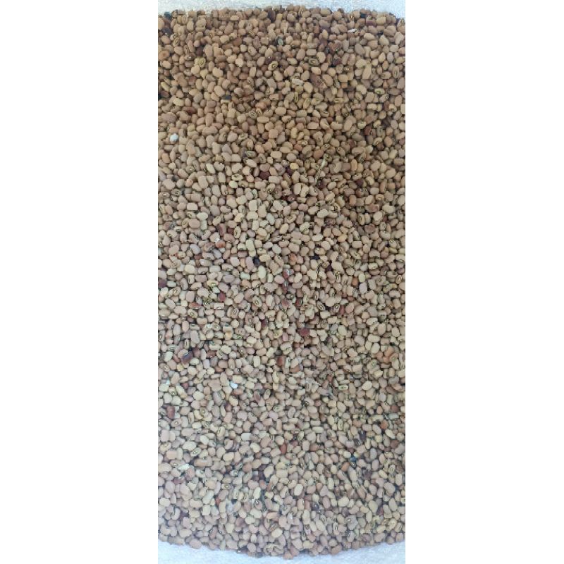 

Kacang Tunggak / Kacang Tolo