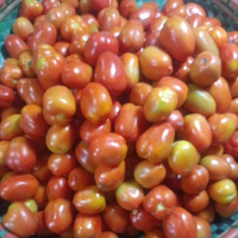 

TomatMerah