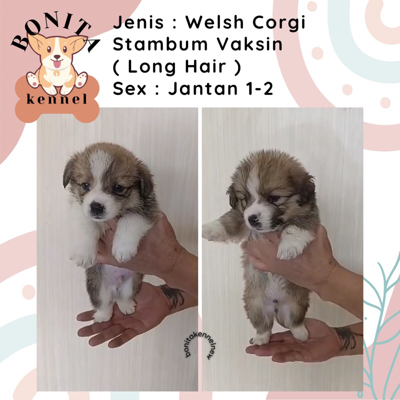 Welsh Corgi Stambum Long Hair Anak Anjing Corgi Jantan Betina Sable Three Color