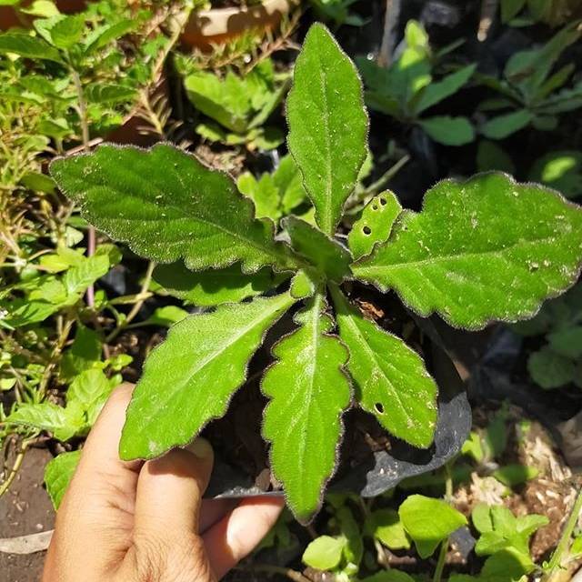 Bibit Tanaman Dewa Obat Herbal Daun Dewa Tanaman Herbal