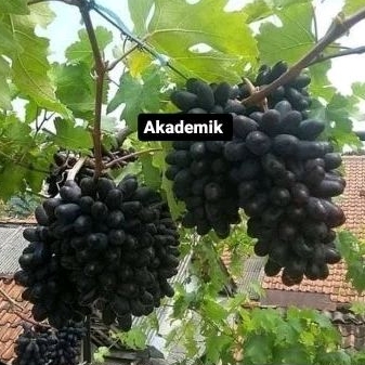 

Anggur inpor Akademik