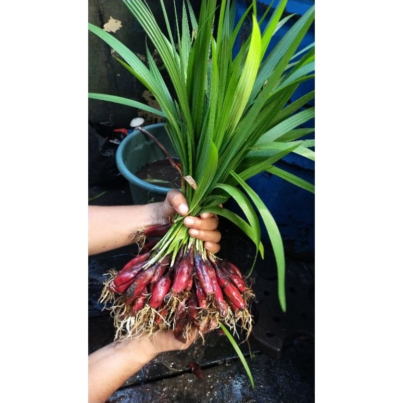 

bawang dayak segar 1 kg