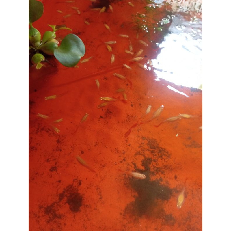 guppy afr sepasang siap brojol J&B