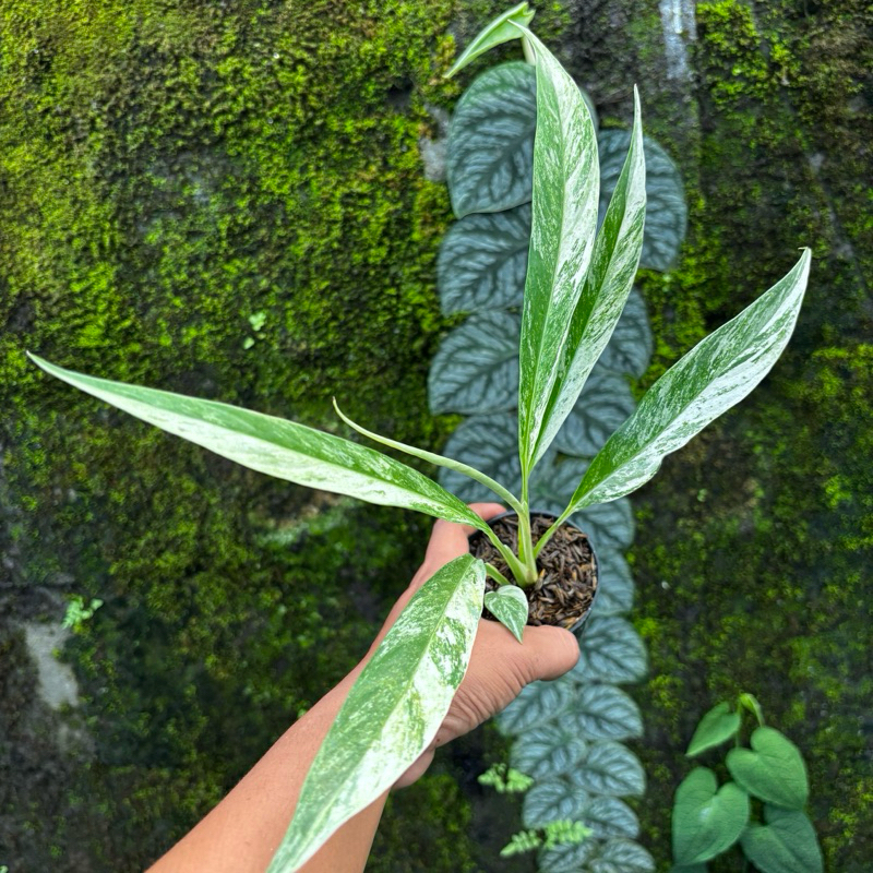 raphidopora megasperma varigata