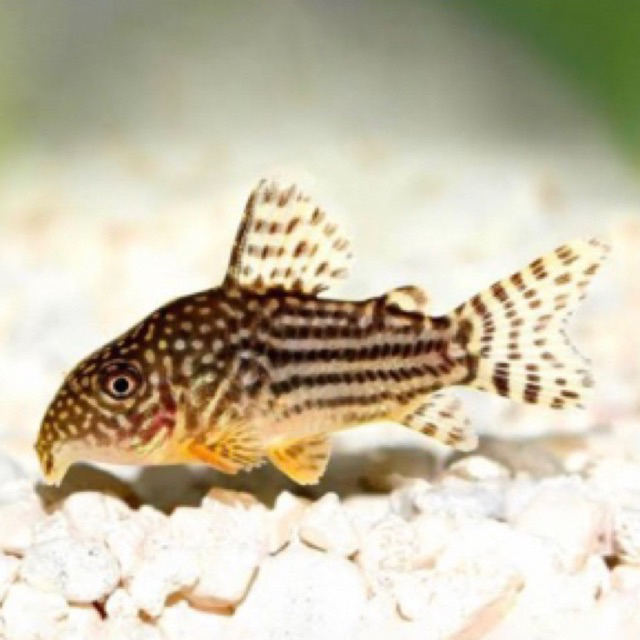 IKAN HIAS CORYDORAS STERBAI AQUARIUM AQUASCAPE / CORIDORAS PEMAKAN LUMUT PEMAKAN SISA MAKANAN PEMAKA