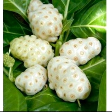 

Buah mngkudu sgar 500 gr ..