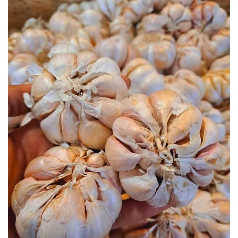 

Bawang Putih Honan Banci 1kg