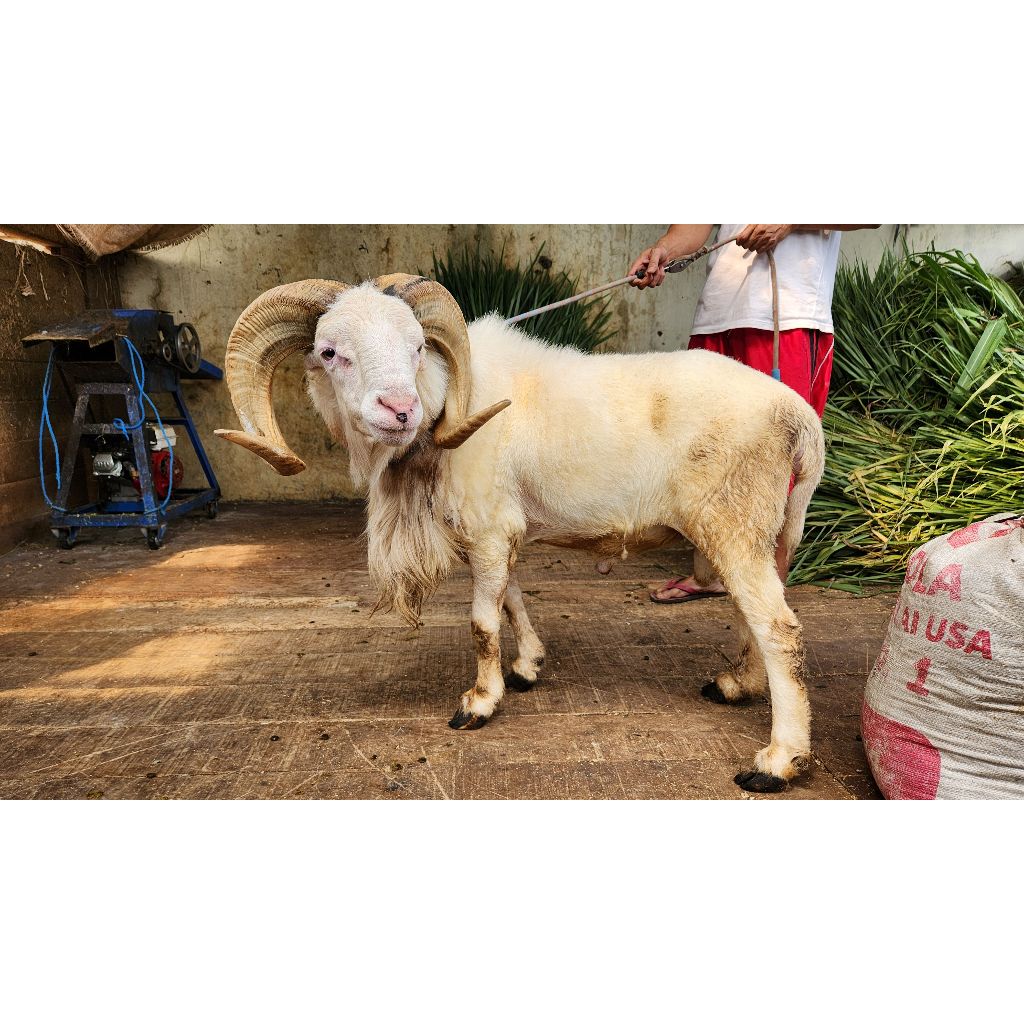 

Bibit domba garut jantan 18- 30 kg