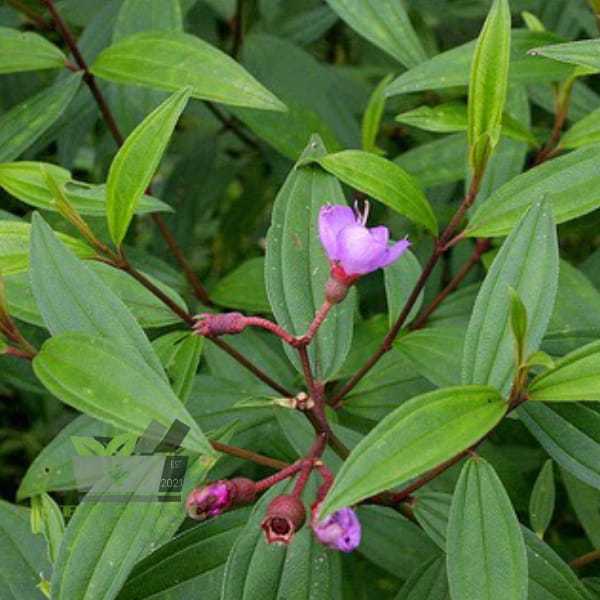 

Daun Senggani Segar 500 gram fresh Petik