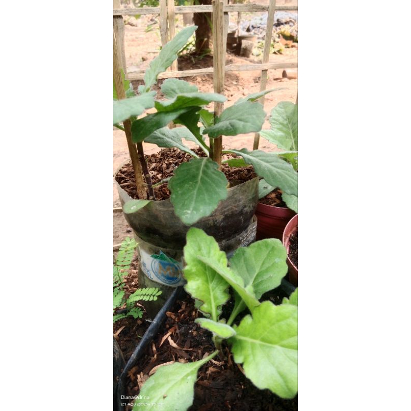 

DAUN DEWA SEGAR (per 20lembar)