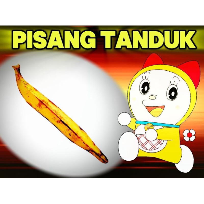 

PISANG TANDUK 1 BUAH/ 1BIJI. cocok untuk pisang goreng.