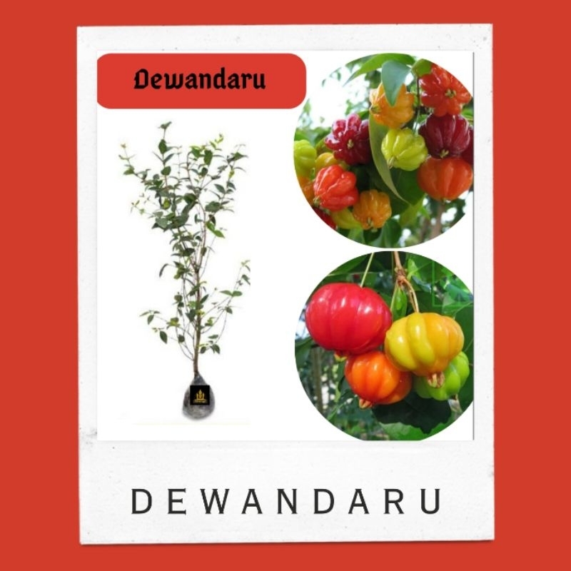 Bibit dewandaru • bibit cermai merah dewandaru cermai belanda Bella bibit