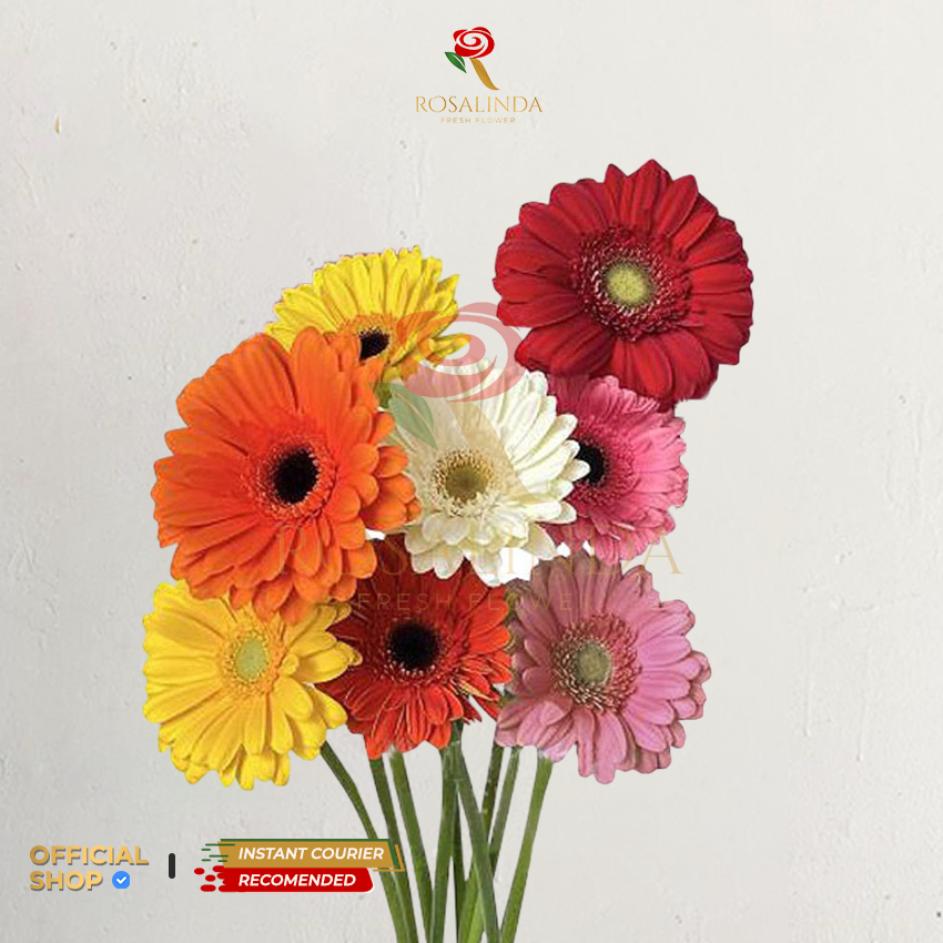 Bunga Gerbera / Herbras Lokal / Bunga Potong Segar