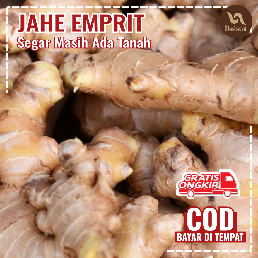 

Jahe Putih Segar 500gr Jahe Emprit Premium Masih Ada Sisa Tanah Rempah Kasisehat