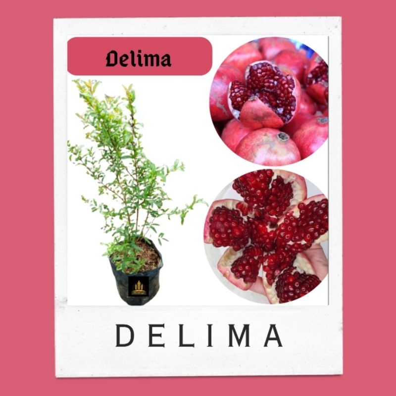 Bibit delima merah • Bibit pohon delima Bella bibit
